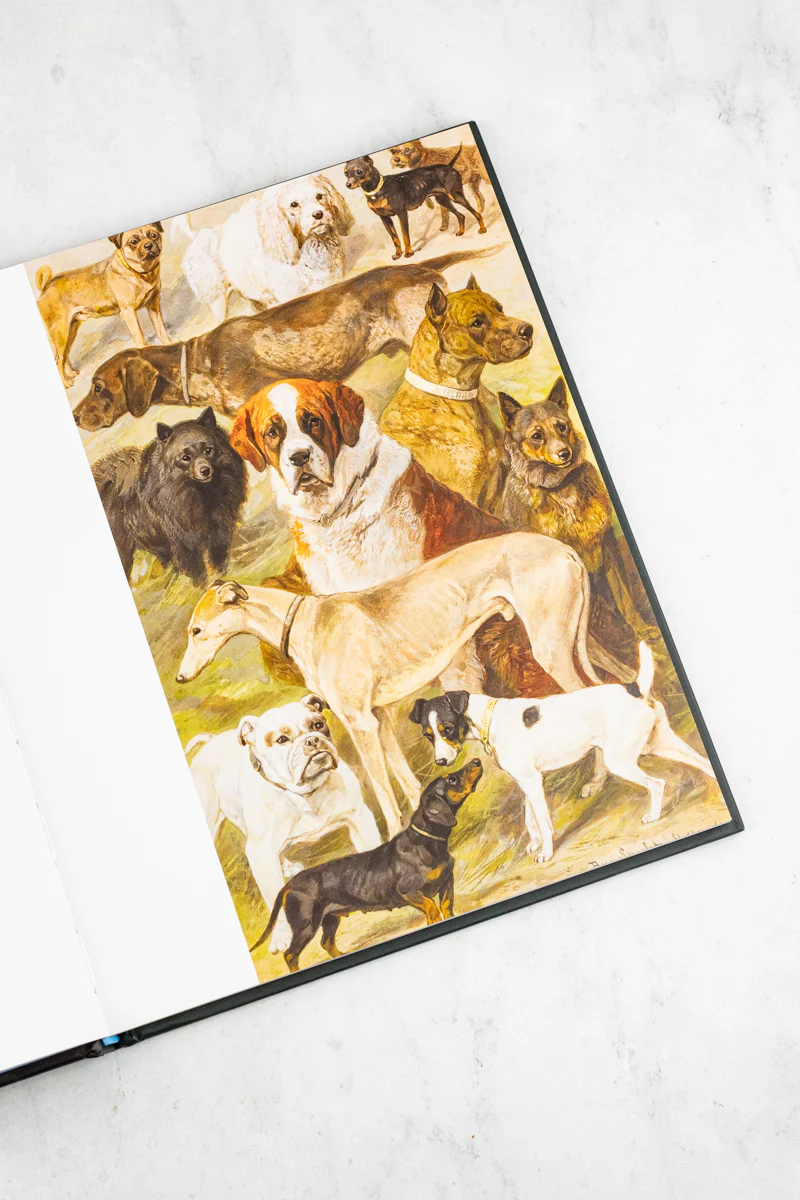 Art Dog Book - Image 5