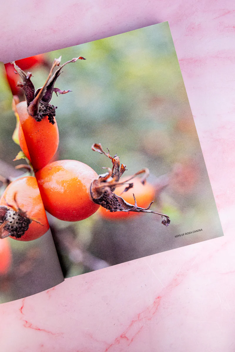 The Joy of Roses Book - Image 4