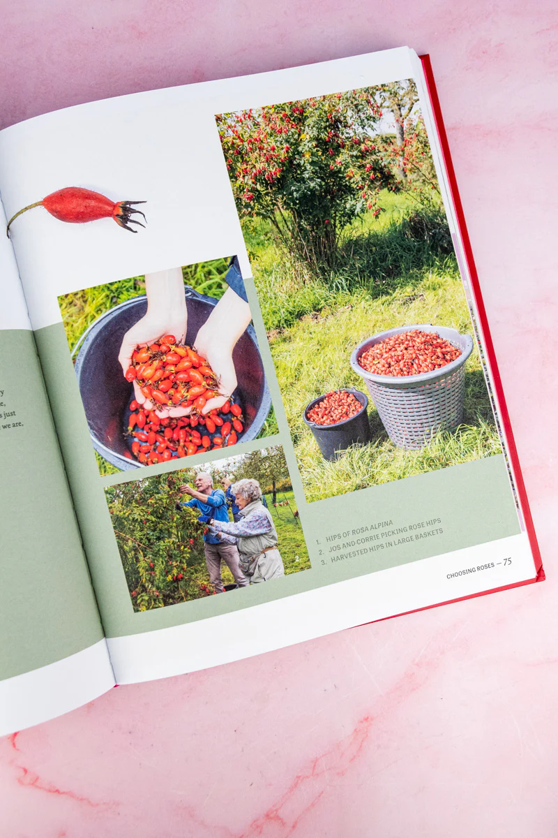 The Joy of Roses Book - Image 7